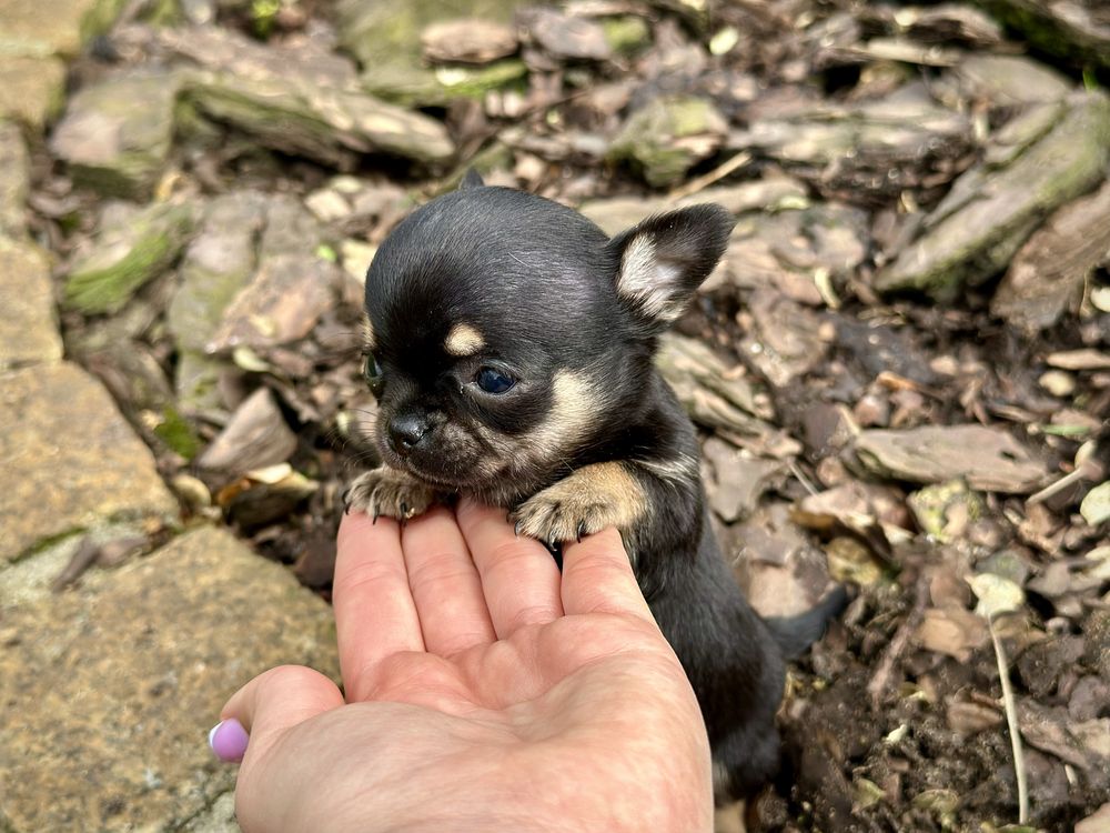 Chihuahua XXS czarny tricolor krótkowłosy MALEŃKI