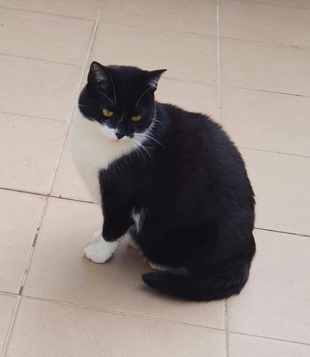 Wyjątkowa Lonka szuka domku