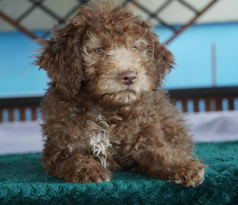 Lagotto Romagnolo ZKwP FCI - biały PIES - gotowy do odbioru