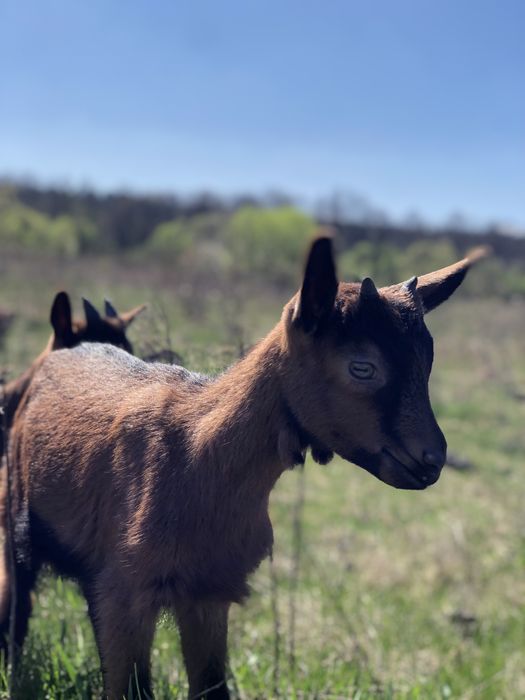 Кози Альпійськоі породи