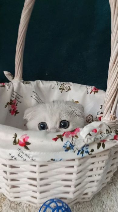 Котенок : Особистий сріблястий масажист .