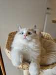 Ragdoll kocurek na kolanka