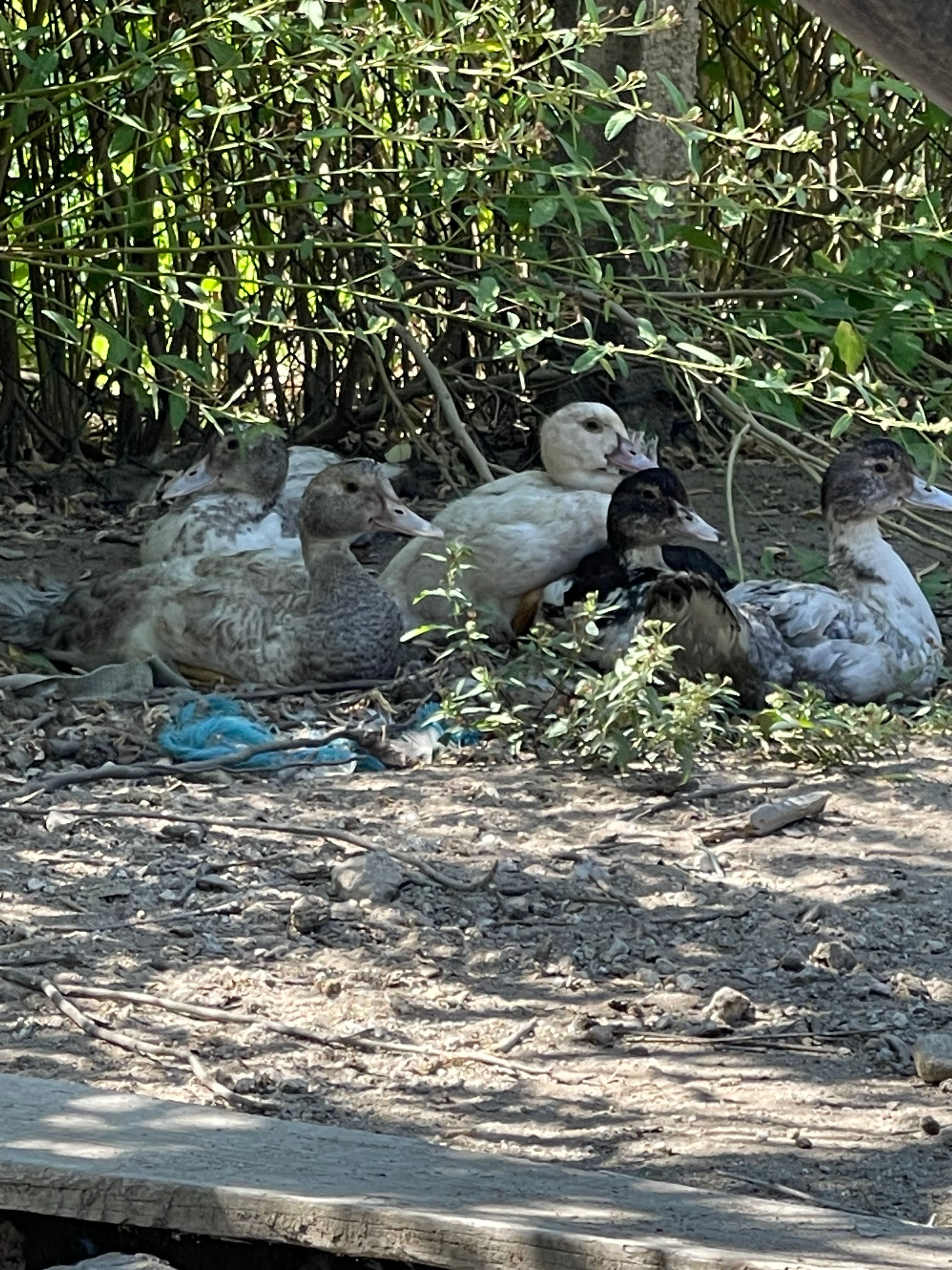 Patos criados na quinta