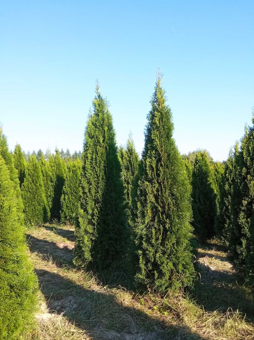 Tuja brabant 100,150,170,180,200,250cm, szmaragd,SADZIMY, DOWÓZ GRATIS
