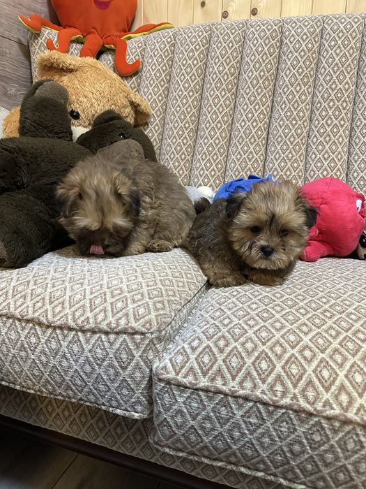 Shorkie york &shih tzu piesek