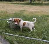 Szczeniak suczka Jack Russell terrier