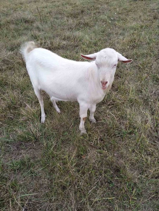 Козел 9 міс і 2 дорослі кози НА М'ЯСО