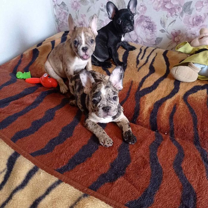 Щенки Французского бульдога.