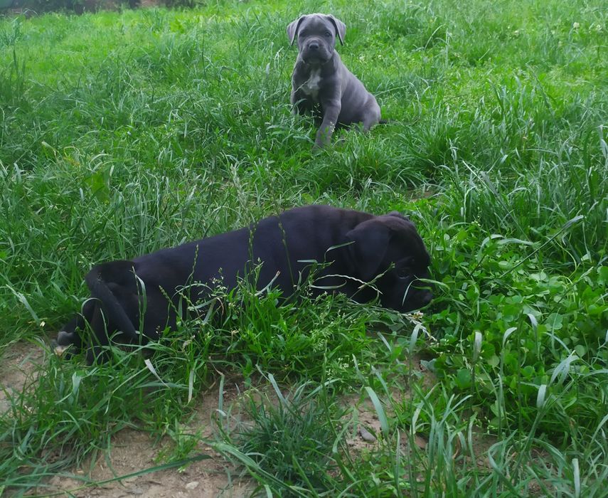 Щенки Кане корсо