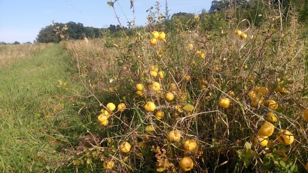 Pigwowiec Japoński EKOLOGICZNY - duży 4cm+ CERTYFIKAT! ( nie pigwa )