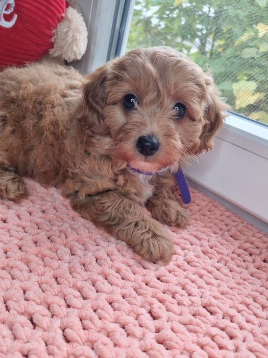 Pudel - Maltańczyk - Maltipoo