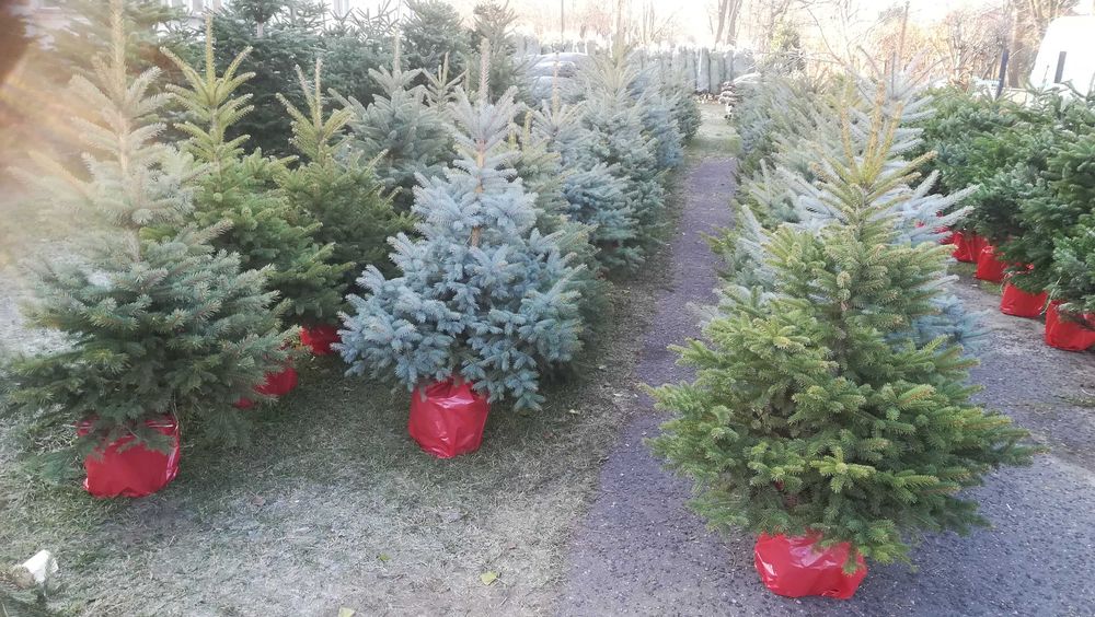 Świerk w donicy Dostawa Puławska 416 Warszawa Choinkownia