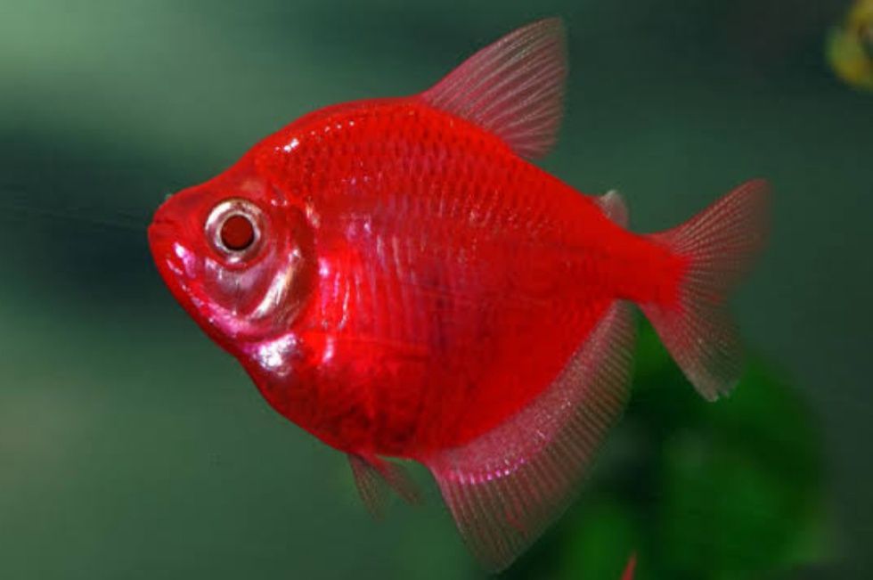 Продам акваріумних рибок