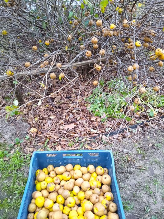 Pigwowiec japoński 5 kg, nie pryskane, ekologiczne na soki