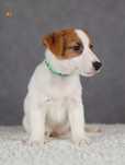 Jack Russell Terrier ZKwP FCI piesek k.włos rezerwacja