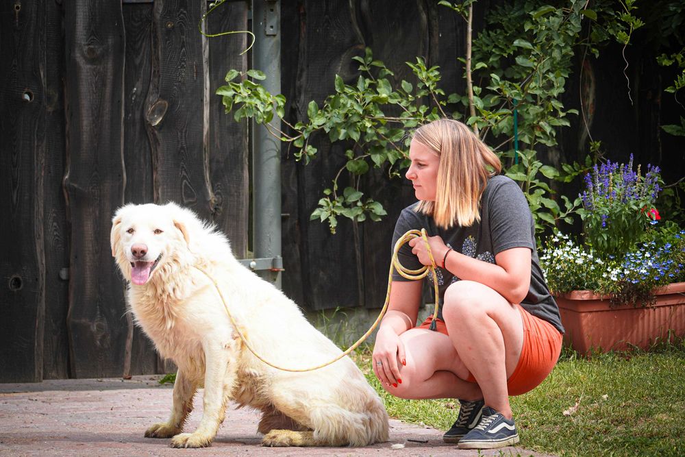 Amir - piękny duży pies szuka domu