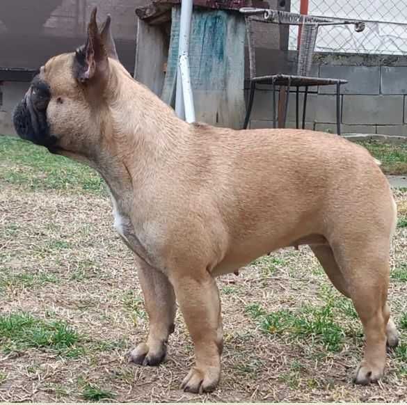 Buldog francuski fci szczenie