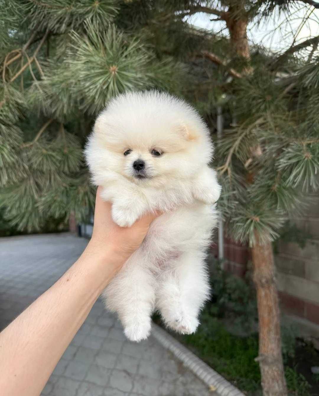 Szpic Miniaturowy Typ Boo