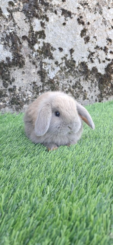 Coelho anão mini lop belier