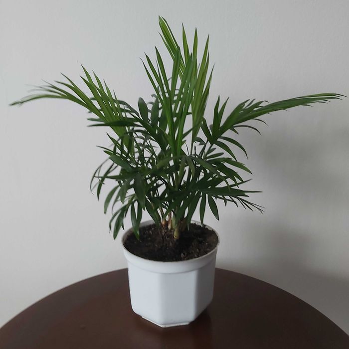 Palma wysokość 37 cm.