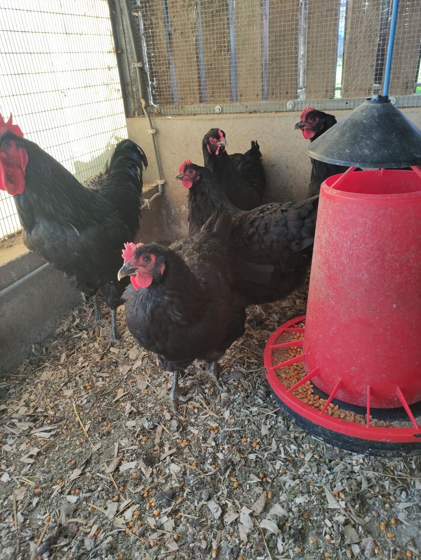 Ovos de Jersey gigante negro