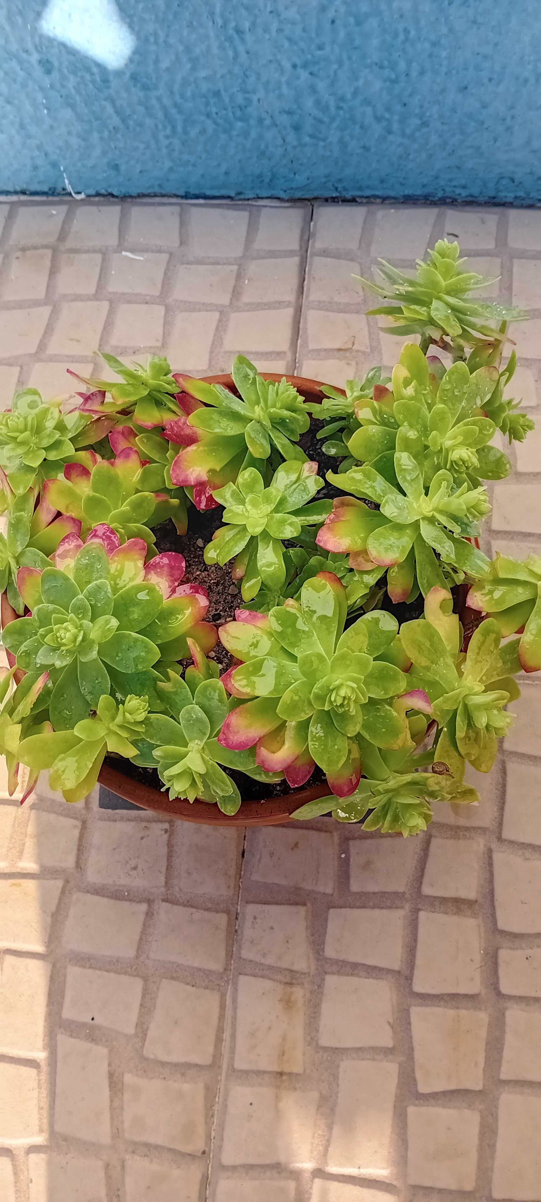 Suculenta em vaso de barro