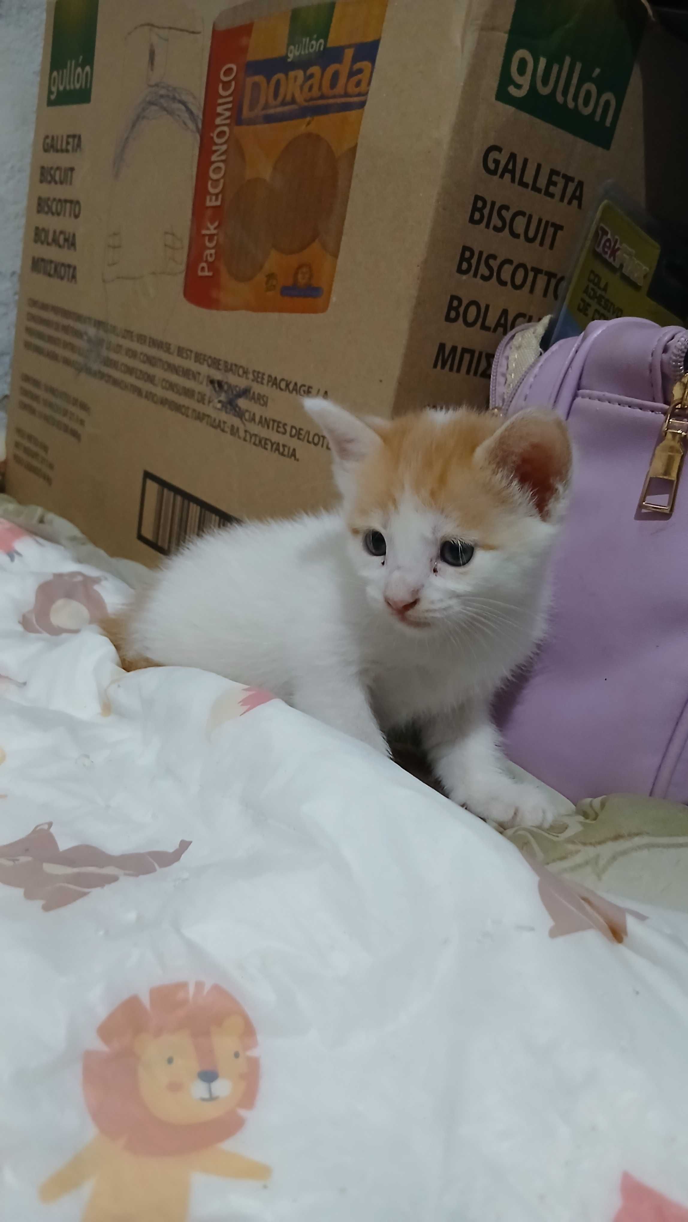 Gatinhos precisam de uma família