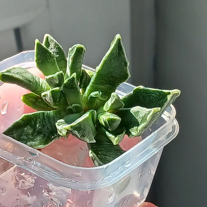 Фаукарія.Faukaria.з діткою.