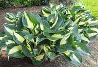 Funkia - Hosta ETERNAL FLAME, sadzonka w doniczce