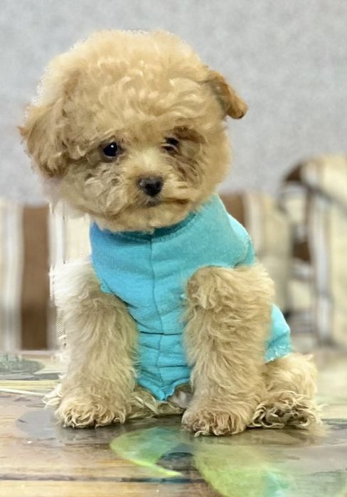 Малыш мальтипу 2,5 месяца.