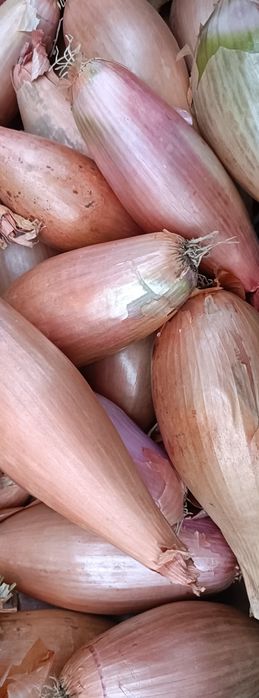 Cebula szalotka 1 kg