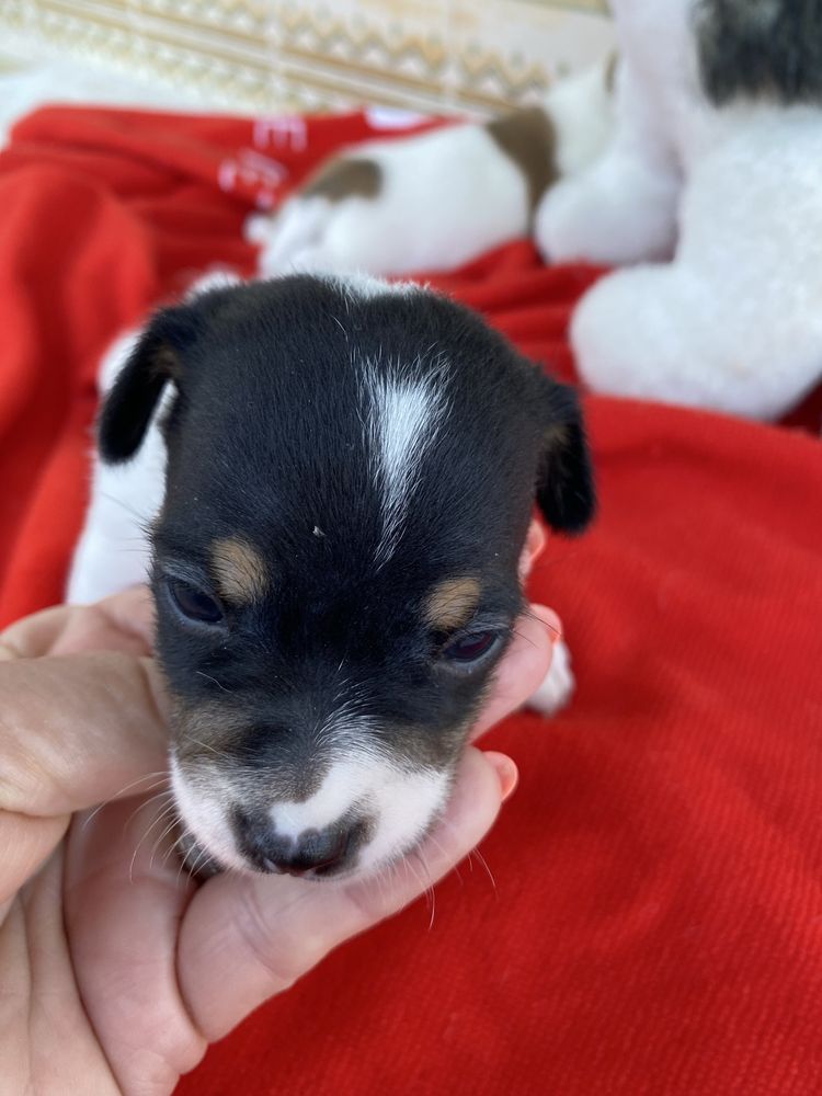 Jack russel terrier
