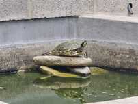 Tartarugas aquáticas