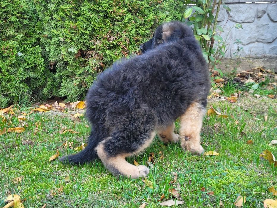 Owczarek niemiecki długowłosy