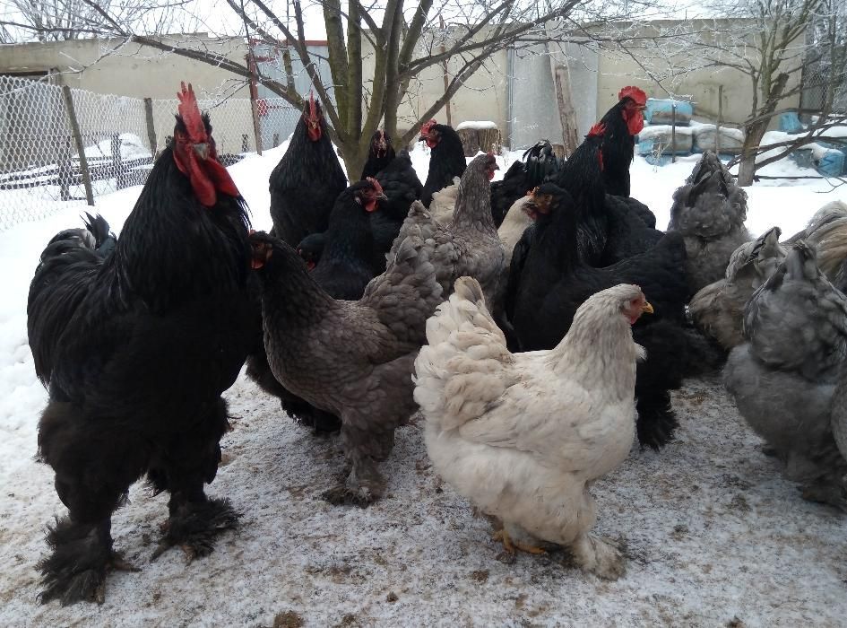 Кохінхіни кури та курчата