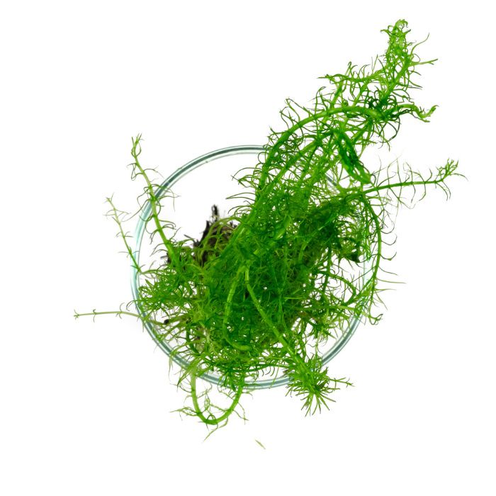 Rośliny do akwarium Bacopa myriophylloides OKÓŁKOWA in vitro