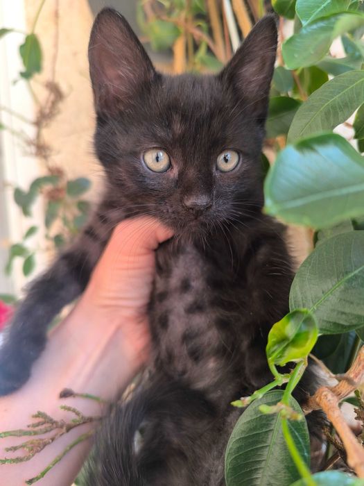 Чудернацькі кошенята Вуглики