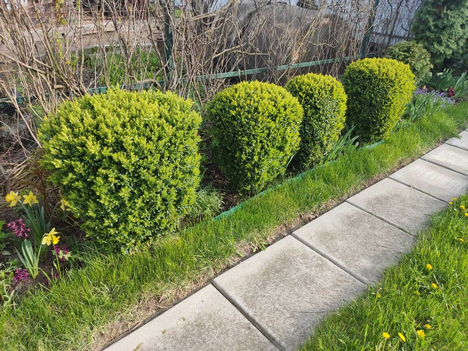 Вечнозелное растение самшит разного размер и высота