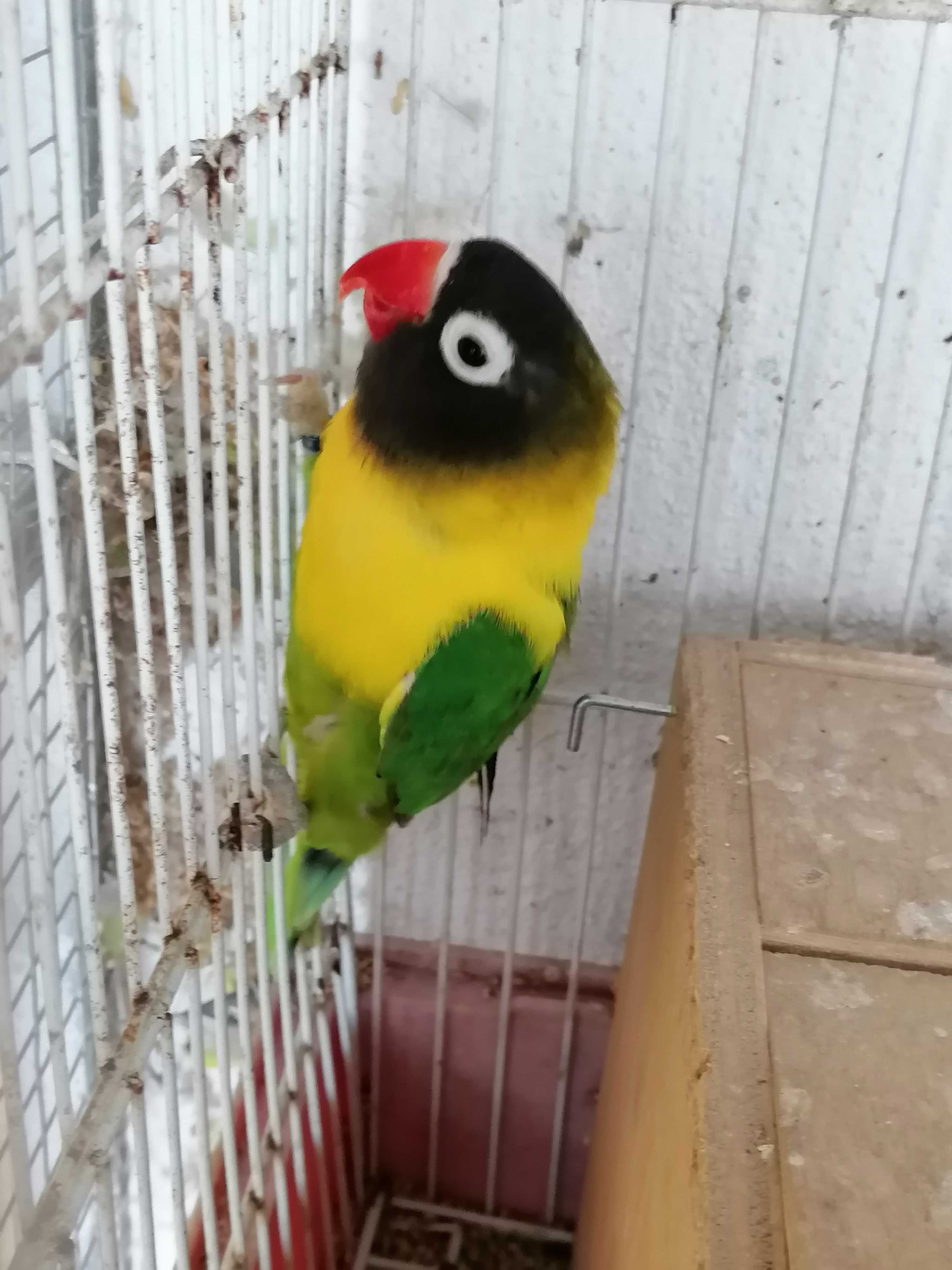 Mandarins, Pássaros, aves, Bengalins