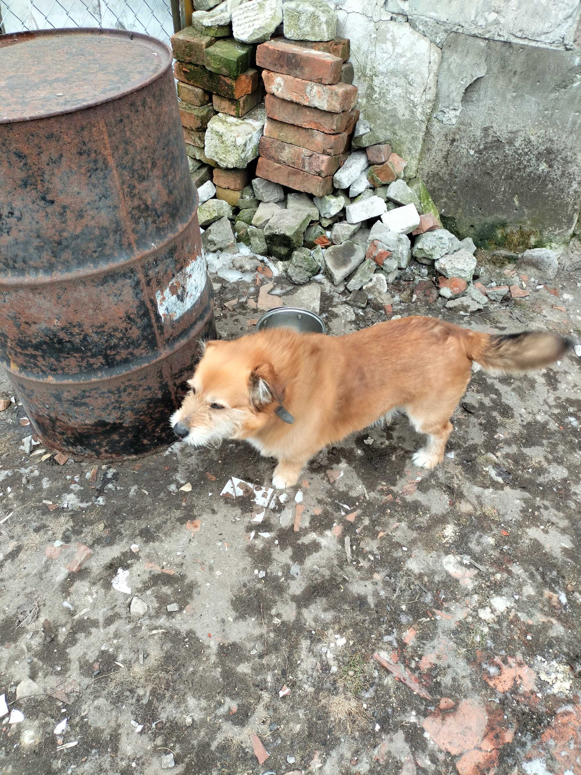 Piesek niski za darmo