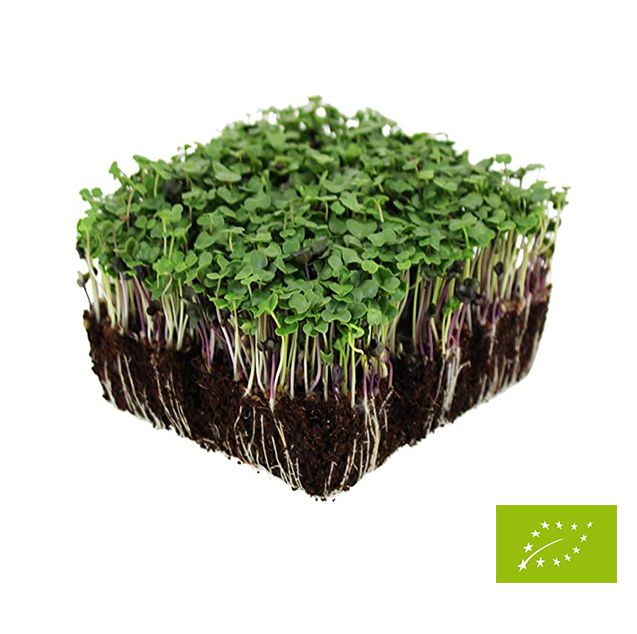 Sementes para Micro Vegetais (Micro greens)
