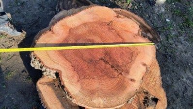 Okazja !!! Sprzedam plastry dębu i orzecha po planowaniu i suszarni