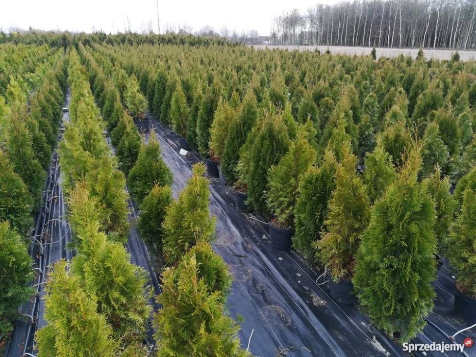 Tuja thuja SZMARAGD wysokość 250 cm w cenie 120 zł kopane z gruntu