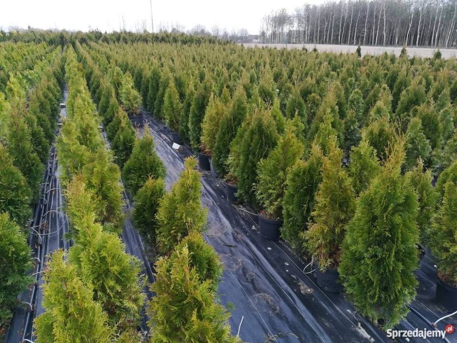 Tuja thuja SZMARAGD wysokość 250 cm w cenie 160 zł kopane z gruntu