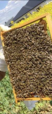 Odkłady pszczele ramka wielkopolska