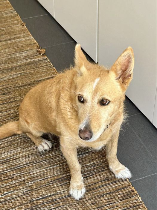 Cão adulto para adoção responsável