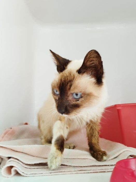 Gatinha para adoção responsável