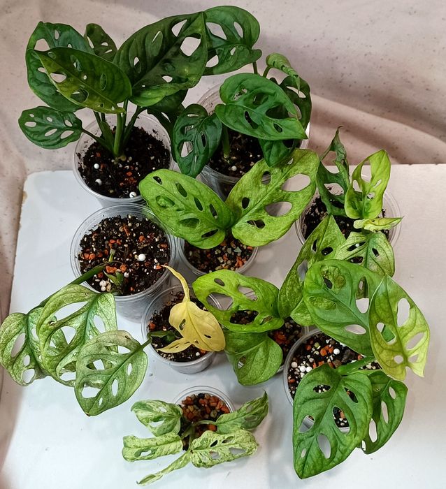 Распродажа растений