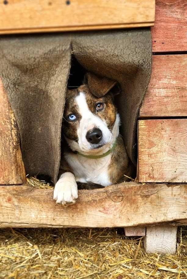 Safir – pies, który nie umie ufać… ale bardzo chce spróbować