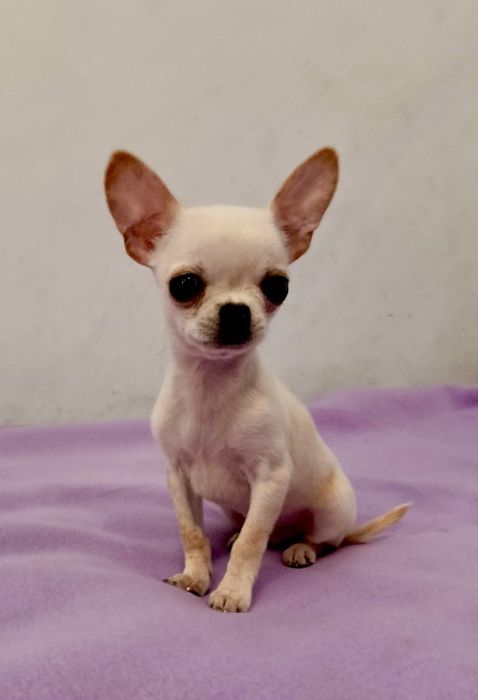 Chihuahua krótkowłosy